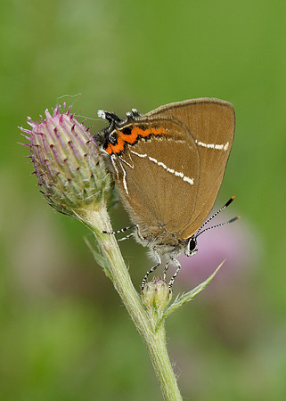 White-letter Hairstreak Satyrium w-album