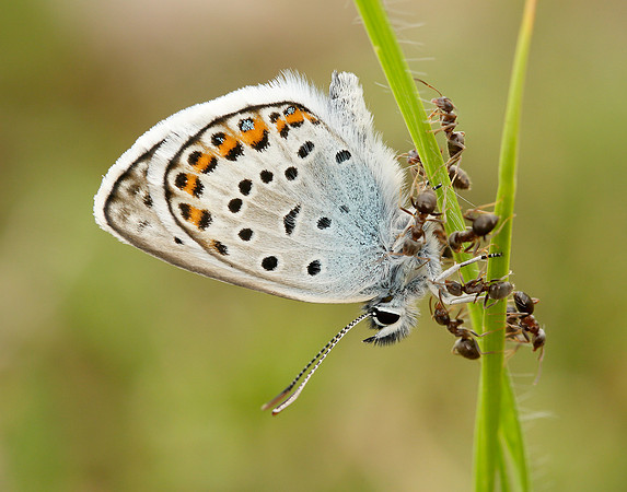 Silver-studded Blue Plebejus argus
