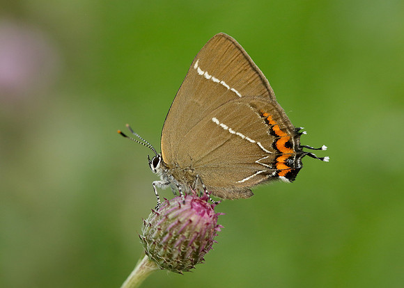 White-letter Hairstreak Satyrium w-album
