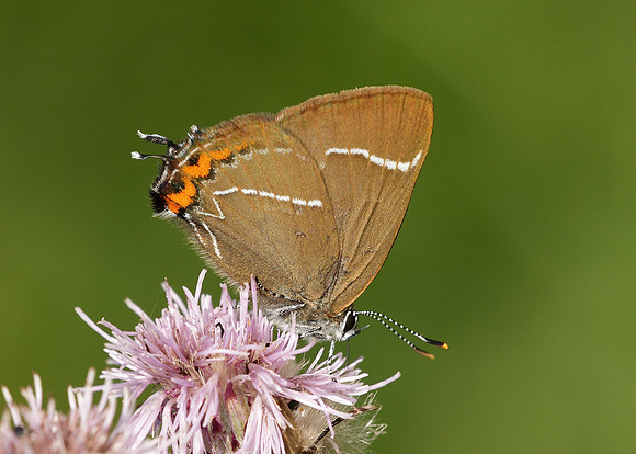 White-letter Hairstreak Satyrium w-album