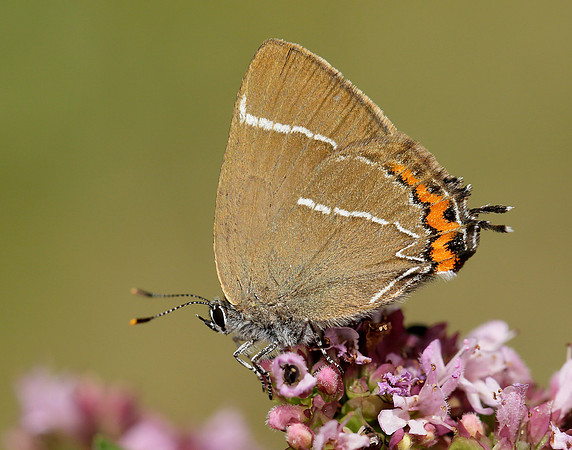 White-letter Hairstreak Satyrium w-album