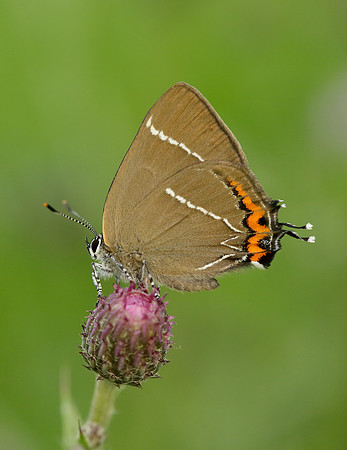 White-letter Hairstreak Satyrium w-album