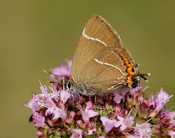 White-letter Hairstreak Satyrium w-album