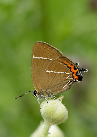 White-letter Hairstreak Satyrium w-album