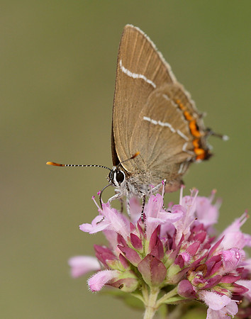 White-letter Hairstreak Satyrium w-album