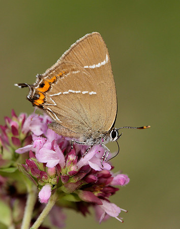 White-letter Hairstreak Satyrium w-album