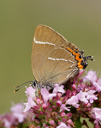 White-letter Hairstreak Satyrium w-album