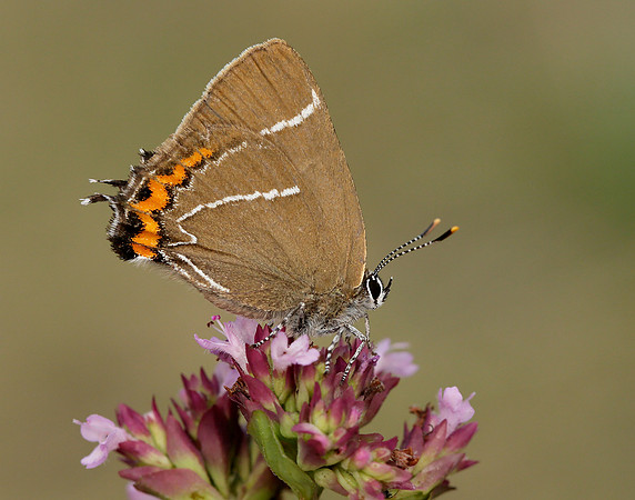 White-letter Hairstreak Satyrium w-album
