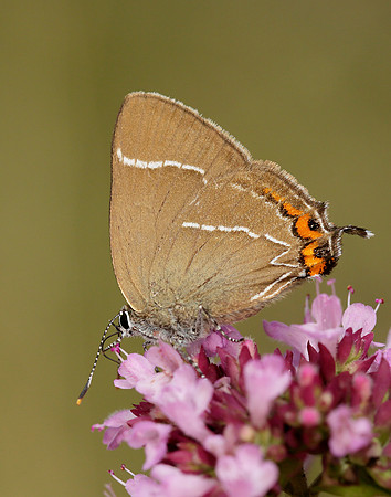 White-letter Hairstreak Satyrium w-album