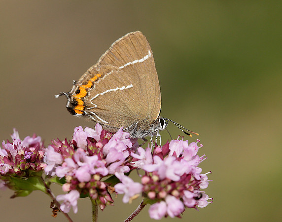 White-letter Hairstreak Satyrium w-album