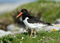 Oystercatcher Haematopus ostralegus
