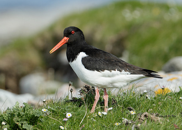 Oystercatcher Haematopus ostralegus