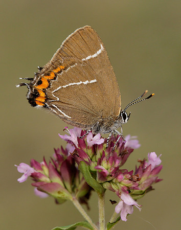 White-letter Hairstreak Satyrium w-album