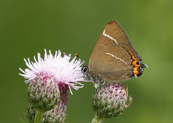White-letter Hairstreak Satyrium w-album