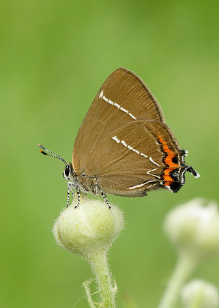 White-letter Hairstreak Satyrium w-album