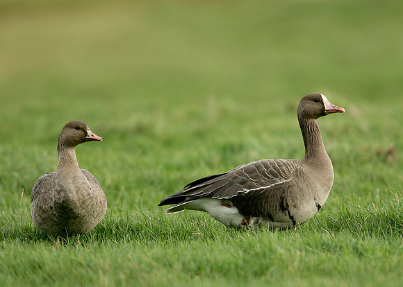 White-fronted Goose Anser albifrons