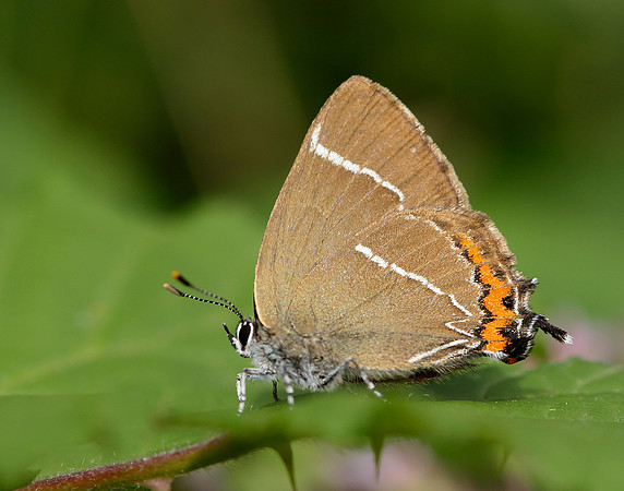 White-letter Hairstreak Satyrium w-album