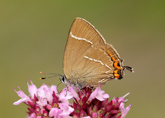White-letter Hairstreak Satyrium w-album
