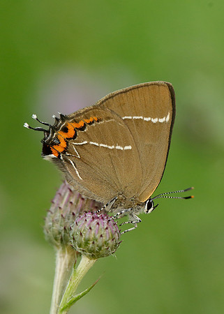 White-letter Hairstreak Satyrium w-album