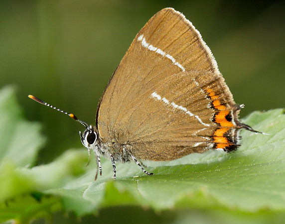 White-letter Hairstreak Satyrium w-album