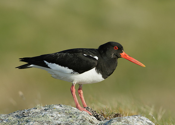 Oystercatcher Haematopus ostralegus