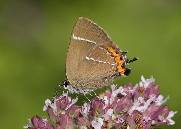 White-letter Hairstreak Satyrium w-album