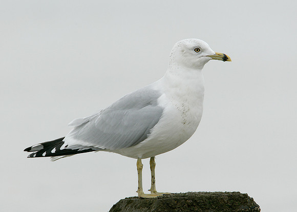 Ring-billed Gull Larus delawarensis