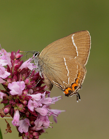 White-letter Hairstreak Satyrium w-album