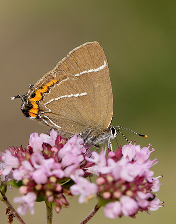 White-letter Hairstreak Satyrium w-album