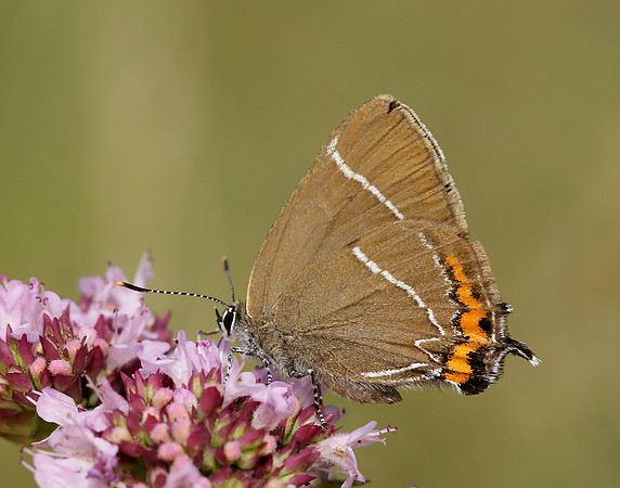 White-letter Hairstreak Satyrium w-album