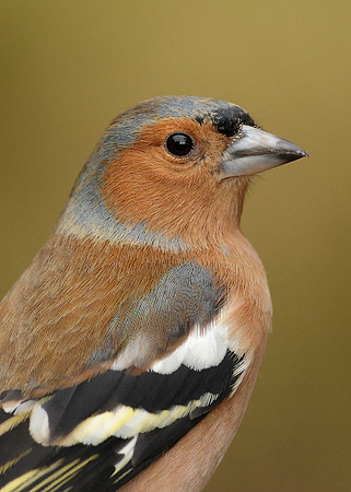Chaffinch Fringilla coelebs
