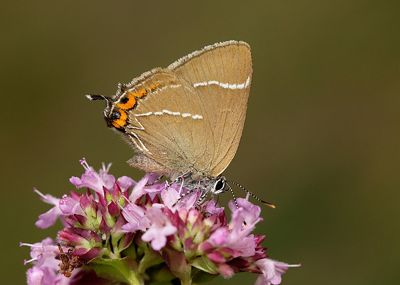 White-letter Hairstreak Satyrium w-album