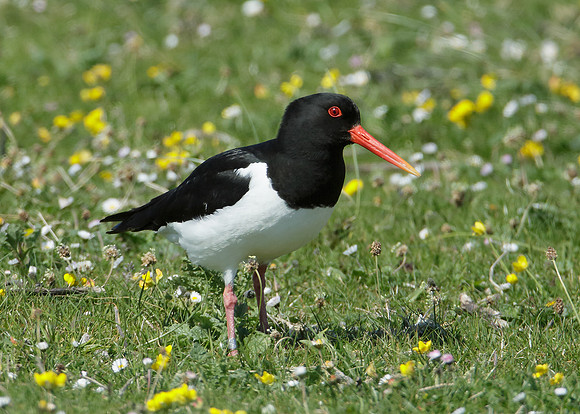 Oystercatcher Haematopus ostralegus
