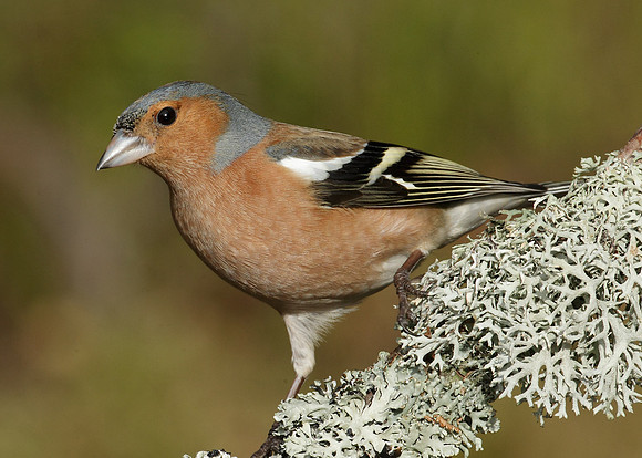 Chaffinch Fringilla coelebs