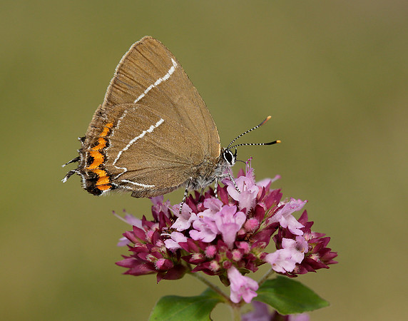 White-letter Hairstreak Satyrium w-album