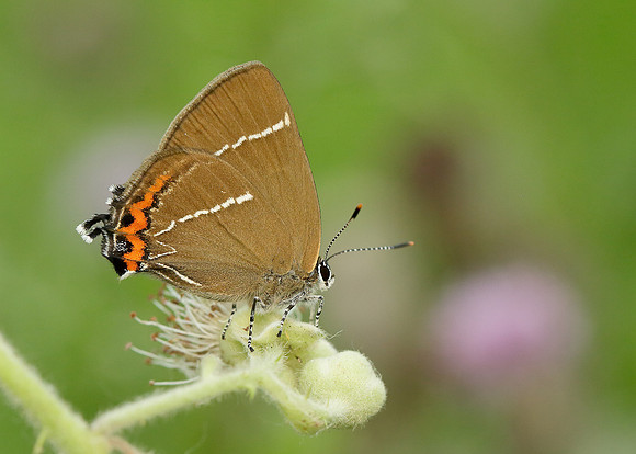 White-letter Hairstreak Satyrium w-album