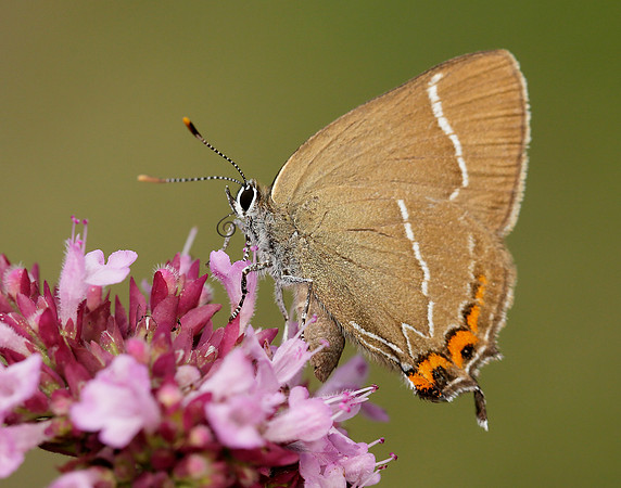 White-letter Hairstreak Satyrium w-album