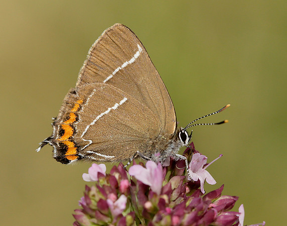 White-letter Hairstreak Satyrium w-album