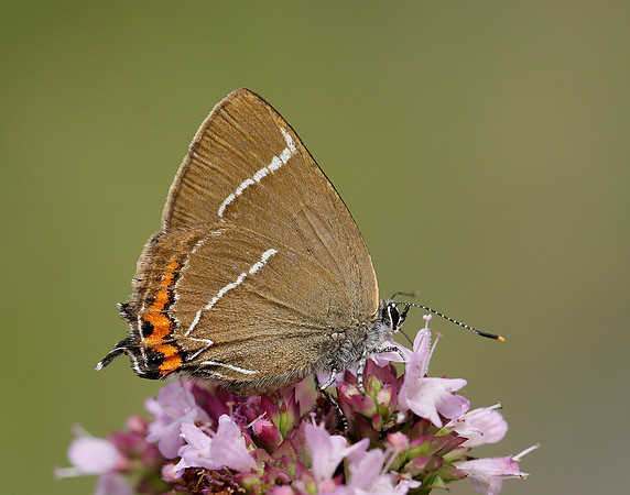 White-letter Hairstreak Satyrium w-album