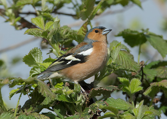 Chaffinch Fringilla coelebs