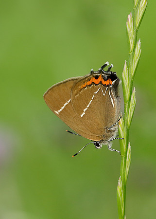 White-letter Hairstreak Satyrium w-album