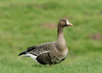 White-fronted Goose Anser albifrons