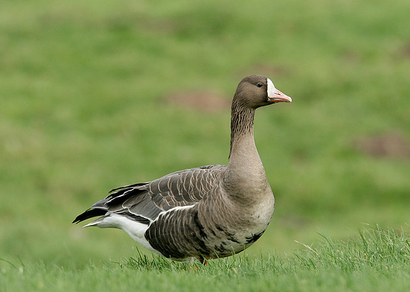 White-fronted Goose Anser albifrons