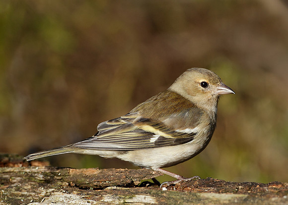 Chaffinch Fringilla coelebs