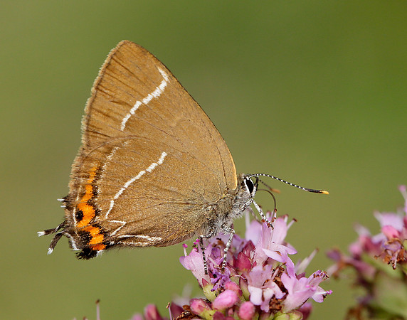White-letter Hairstreak Satyrium w-album
