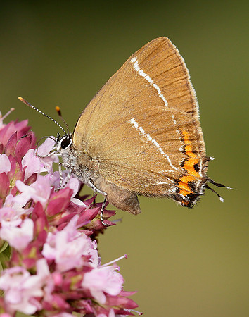 White-letter Hairstreak Satyrium w-album