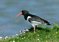 Oystercatcher Haematopus ostralegus