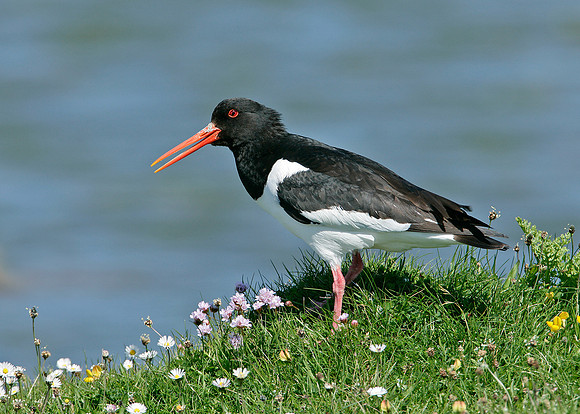 Oystercatcher Haematopus ostralegus