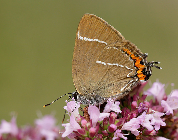 White-letter Hairstreak Satyrium w-album