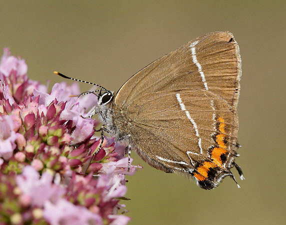White-letter Hairstreak Satyrium w-album